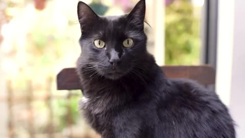 10 Interesting Facts About Black Cats