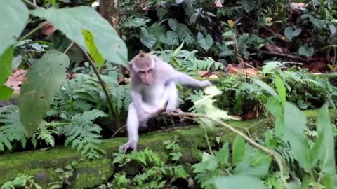 funny monkey videos try not to laugh-cute baby monkey funny videos