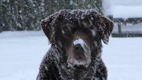 Labrador Dog Retriever