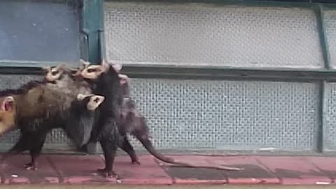 Strong Mother Opossum Carries Babies on Back