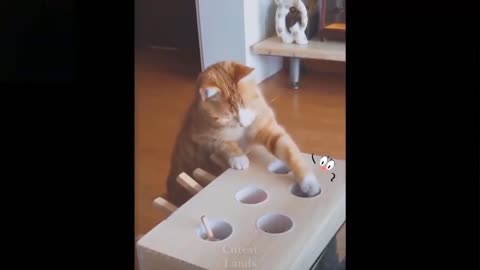 Cute pets playing and having fun