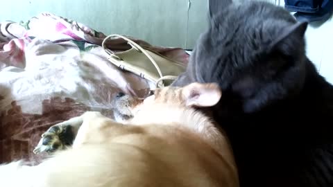 The cat with the dog licked, licked, and licked!