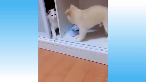 Weekly Funny Cats -- And Dogs -- Videos