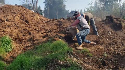 Saving Pigs from a Bush Fire