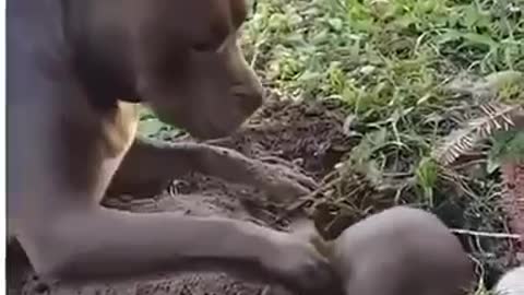 pitbull playing with a ferret