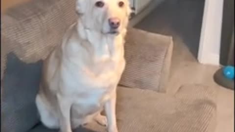 The excited dog runs in the snow, and immediately returns inside