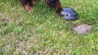 Curious Dachshunds Check Out Turtle