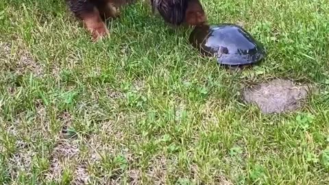 Curious Dachshunds Check Out Turtle
