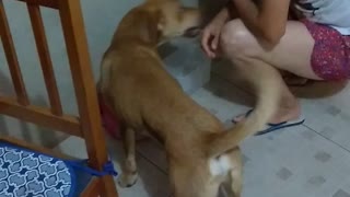 Dog Begging for Food