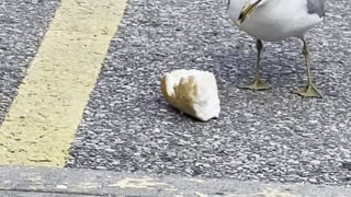 A seagull does it