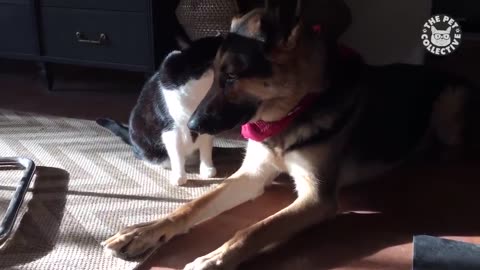 Dogs and Cats Playing _ Unlikely Friends