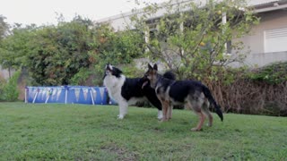 Two Beautiful Puppies Love Playing At The Garden