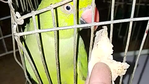 Green parrot eating roti