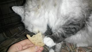 Cat craves avocado sandwich after surgery