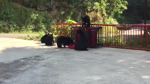 Park Ranger Taunts Bear, Gets Chased