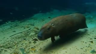 Really cool footage of a capybara running underwater.