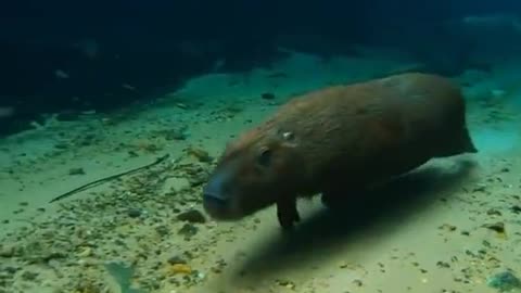 Really cool footage of a capybara running underwater.