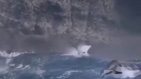Sea lions ride huge waves🌊