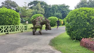 temple runing in the fields