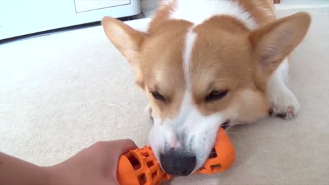 Corgi lucha por mantenerse despierto durante partido de cinchada