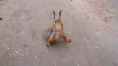 Tango squirrel 🐿️😂try not to laugh