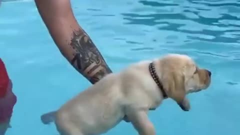 Cute dog swimming in pool | YoBro