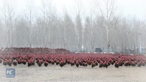 Chinese Farmer with his 70,000 Chicken