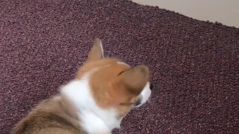 Feisty Corgi Puppy Battles Door Stopper