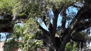 Amazing to see a tree older than our oldest city. 600 years old.