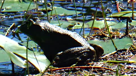 Bull Frog