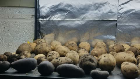 How I Am Drying Potatoes