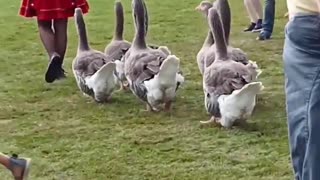 the geese are marching