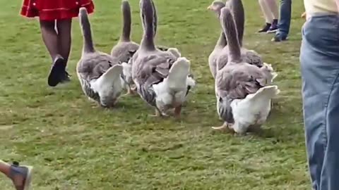 the geese are marching