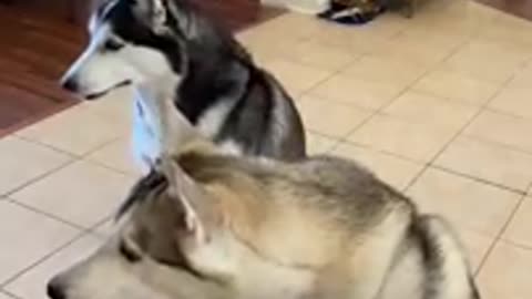 Huskies FREAK OUT After Owner VANISHES!