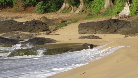 Funny Dog Chases waves