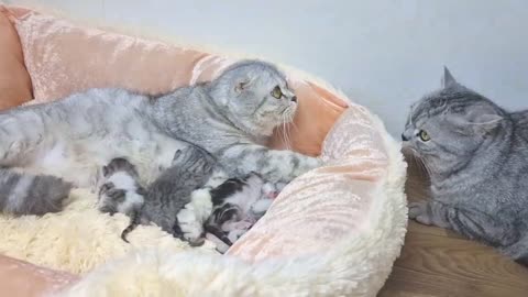 Dad Cat Meeting Baby Kittens For The First Time