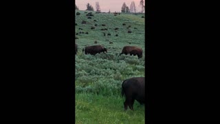 Bison Head to Head Fight for Male Domination