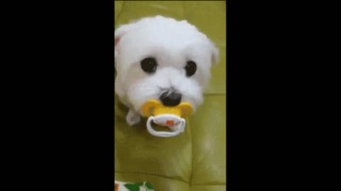 Gif video of dog with a pacifier