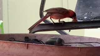 Daddy-O Northern Cardinal feeding his wife