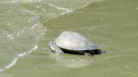 Rescued sea turtles released back into the ocean