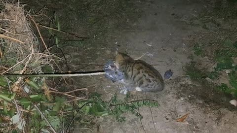 Cute Kitten Eats Pigeon on New Years (2024)