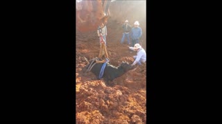 Good Samaritans Rescue A Cow Stuck In Muddy Ground