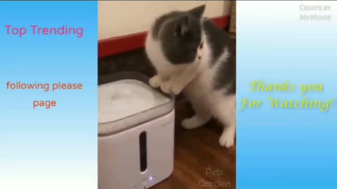 Cats New funny video 2022