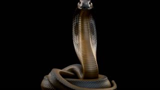 "World's Most Dangerous Snakes: The Majestic Cobra"