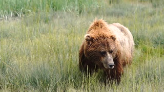 Large Female Grizzly Bear Walks Along Grazing