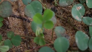 Black Ant Queen With Soldiers Ready To Attack In Nature