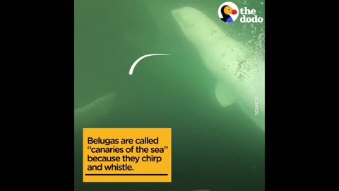 Man's Funny Beluga Song Attracts Beluga Whales Who Sing Back | The Dodo