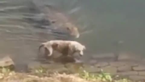 Dog Ambushed By Gator