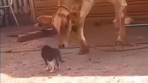 Cat vrs cow fight
