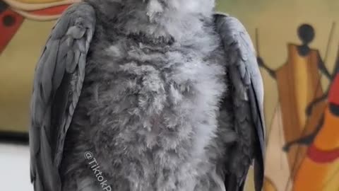 Talented Parrot Likes TikTok